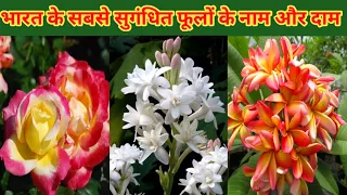 Fragrant flowers in India/मार्च और अप्रैल महीने में लगाएं इन सुगंधित फूलों के पौधे/खुशबूदार फूल