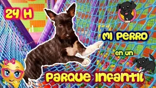 Perro pasa 24 horas en un ¡PARQUE INFANTIL! BALL PIT / Piscina de Bolas / Lana