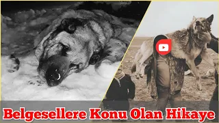 KÖPEKLE BESLENEN KURDUN HİKAYESİ (Kangala Saldırmış ve ...)