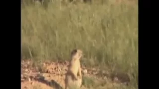 Dramatic prairie dog on Varmint Grenade