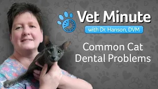 Common Cat Dental Problems