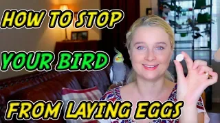 HOW TO STOP YOUR BIRD FROM LAYING EGGS