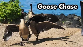 Angry Canada Goose Chase - Goose Sounds And Fight - Wild Goose Chase