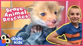 The Bravest Boldest Animal Rescues You'll Ever See | 1 Hour of Animal Videos For Kids | Dodo Kids