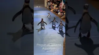 Pinguin Show di Jakarta Aquarium #jakartaaquarium