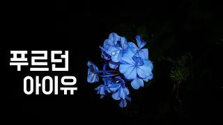 푸르던 - 아이유 (2015, 가사포함)