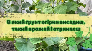 В який ґрунт огірки висадиш, такий врожай і отримаєш🥒