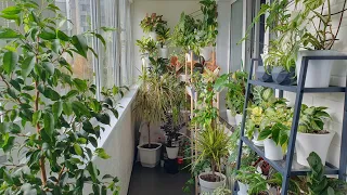 VLOG 24.10.2023 г Обзор моих комнатных растений/ Комнатные цветы на балконе в конце октября