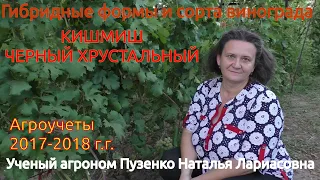 Виноград "Кишмиш Черный хрустальный"- ранний, крупный виноград (Пузенко Наталья Лариасовна)