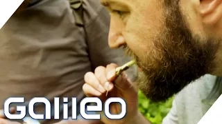 3-Gänge-Menü aus dem Wald | Galileo | ProSieben