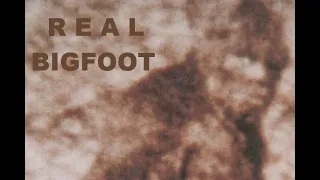 Scientific Analysis of the Patterson-Gimlin Film in Full HD BIGFOOT SASQUATCH