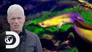 Is The Loch Ness Monster Really A Supersized Eel? | Jeremy Wade: Mysteries Of The Deep