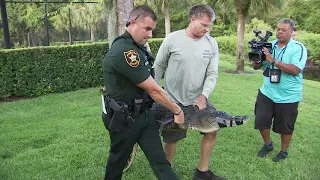 Woman walking dog near lake attacked by alligator in Florida