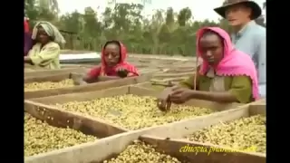 The Ethiopian Coffee Process; from the Farm to Your Local Cafe