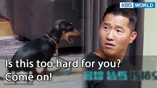 Is this too hard for you? Come on! [Dogs are incredible : EP.137-5] | KBS WORLD TV 220830