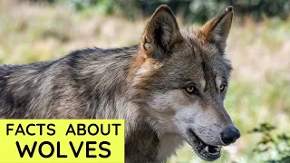 Wolf Facts for Kids | Interesting Educational Video about Wolves for Children | Fun Facts