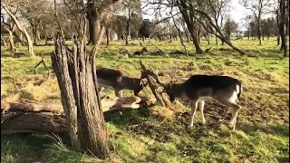 Deer fight in Phoenix park Dublin