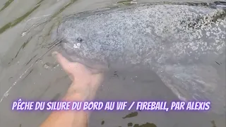 pêche du silure du bord au vif / fireball, par Alexis