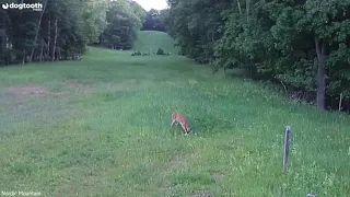 Incredible Moment Deer Defends Rabbit from Swooping Hawk || Dogtooth Media