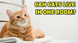 Can Cats Be Happy Living In One Room?