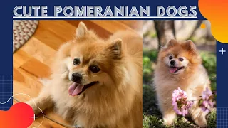 Best funny dogs compilation|| pomeranian dogs shorts