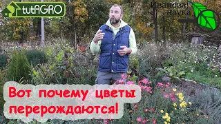 НЕ ДОПУСТИТЬ ПЕРЕРОЖДЕНИЯ МНОГОЛЕТНИКОВ! Все тюльпаны стали красными, а пионы розовыми? Вот причина!