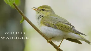 Bird sounds, Wood warbler singing and chirping in the spring forest.