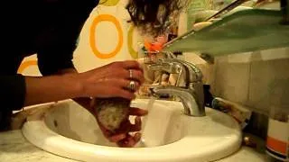 Купание африканского ежика - African hedgehog bath