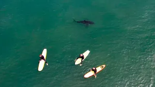 San Onofre State Beach - Great White Shark (s) sighting with some fun surf