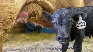Dexter Cattle Calving | Part 1: Last 11 Days of Gestation