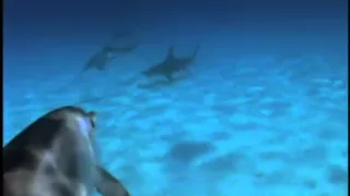 Dolphins Protect Diver from Hammerhead Shark