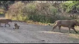Lions Family Enjoining Gir Jungal || Devaliya safari park gir || સિંહ દર્શન ગીર જંગલમાં || #national
