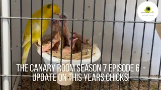 The Canary Room Season 7 Episode 6 - Chicks everywhere!