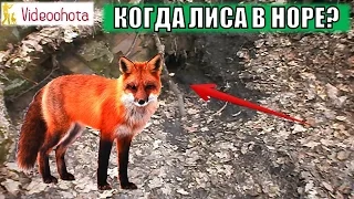 Когда лиса уходит в нору? Videoohota