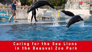 Caring for the Sea Lions in the Beauval Zoo Park