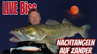 NACHTANGELN auf ZANDER! SO FÄNGT JEDER. Nachtvissen op SNOEKBAARS!