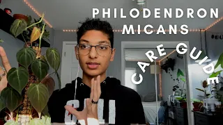 How to Care for Philodendron Micans || IN DEPTH Micans Care (Lighting, Watering, Soil, etc) 🪴