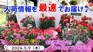 今週の花便り #83【2024.5.9】まだ間に合う!! 母の日のプレゼント♪ 明日はアジサイフェスティバル♪【入荷情報を最速でお届け!!】