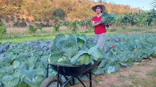 Da Colheita de Repolho á uma receita especial