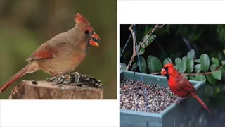 Exploring Ohio's Winter Birds