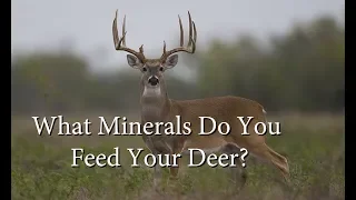 The Best Minerals For Antler Growth And Digestive Health!