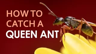 How To Catch A Queen Ant