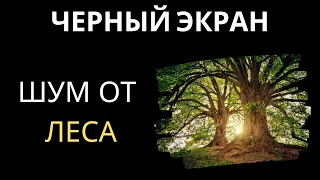 Шум от леса | черный экран ⚫🌳 [асмр Белый шум] 10 часов для сна