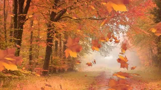Осенний лес. Футажи для видеомонтажа