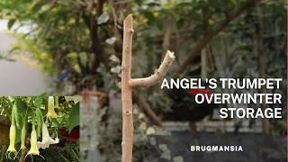 Overwinter tips for the Brugmansia / Angels Trumpet plant.