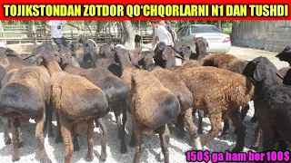 zotga va boquvga xisori va edilbay Qo‘chqor va sovliqar keldi ☎️88-574-62-62 ☎️88-686-45-48