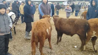 Toshkent vil Bekabot Navoiy bozori 13.01.2024