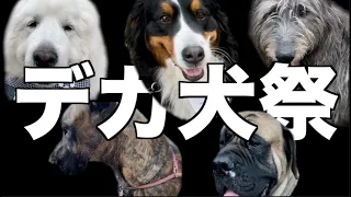 Big Dogs Party in Osaka