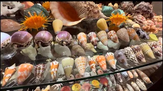 My SEA SHELL COLLECTION!