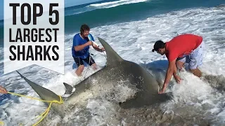 Top 5 Largest Sharks Caught